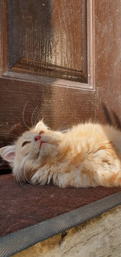 |Persian Kitten |punch face |Triple Coat |cute cat