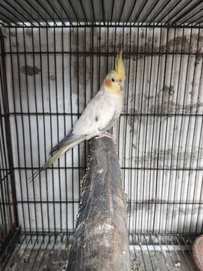 Cocktail Common Pied Split Red Eyes Breeder Male.