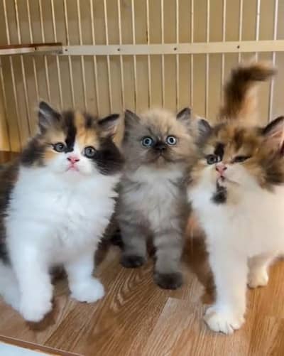 Pure Persian kitten male female available. WhatsApp 03073909212