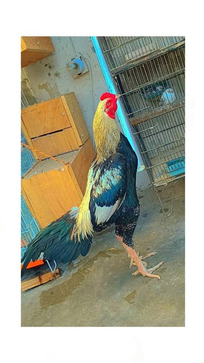 aseel Java patha age 1 year