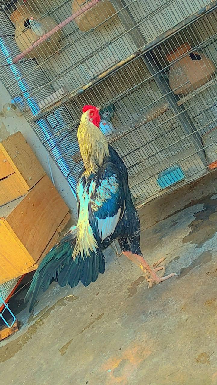 aseel Java patha age 1 year 1