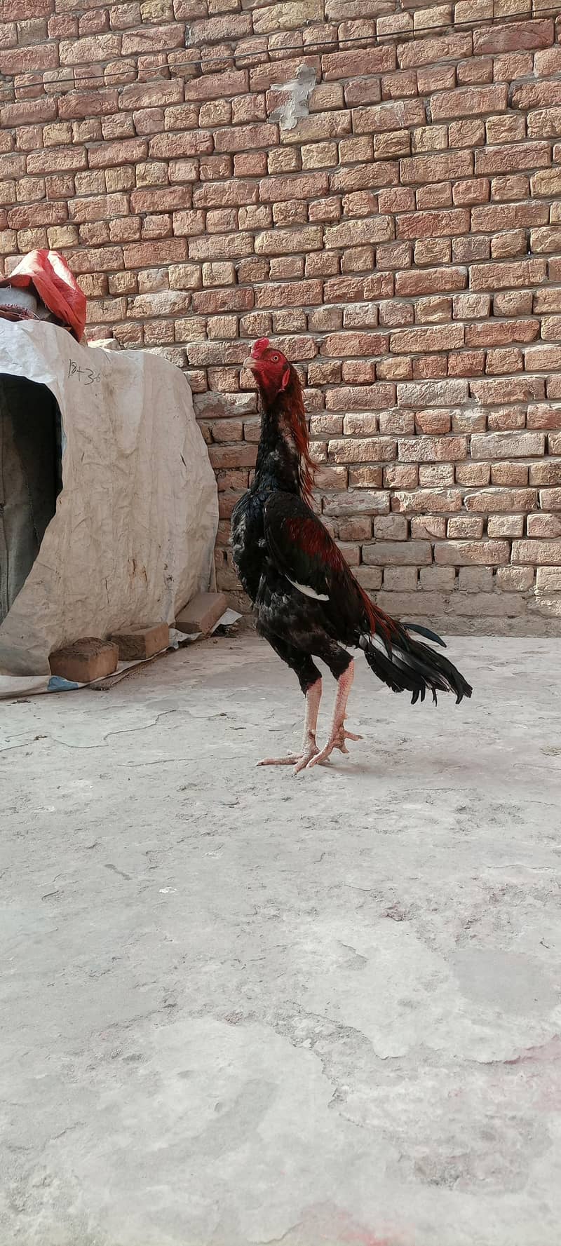 High quality patha 0