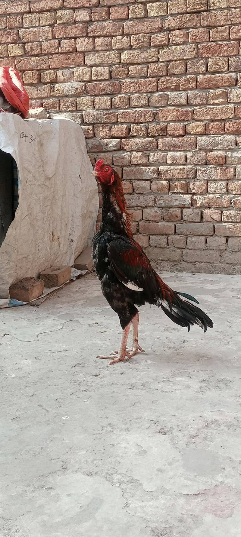 High quality patha 1