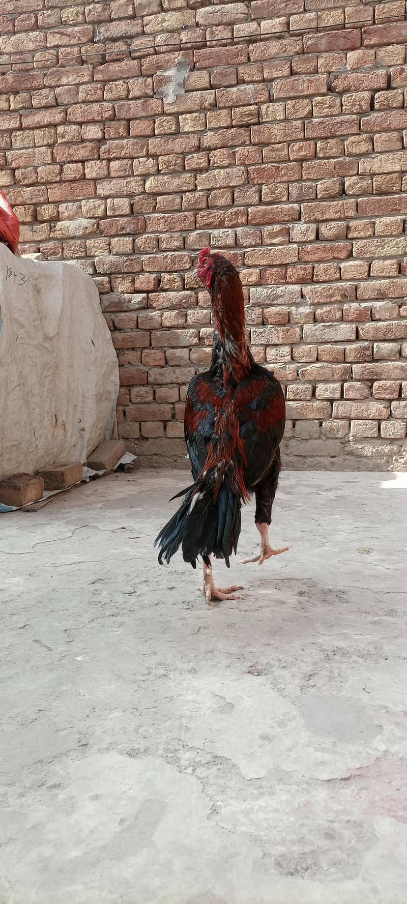 High quality patha 2