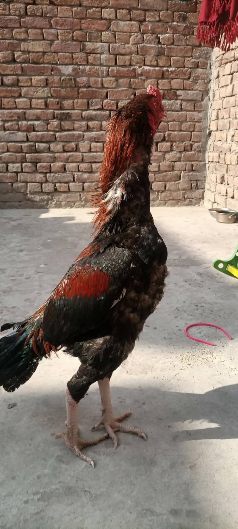 High quality patha 4