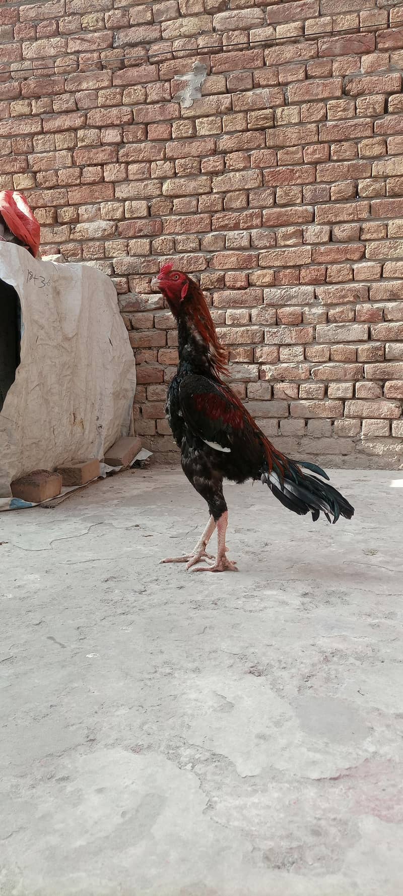 High quality patha 5