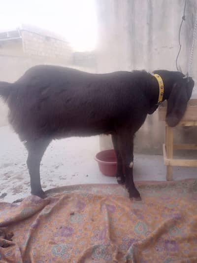 goat gabban zero 3 14 29 6 8 639