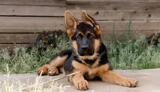 German shepherd puppies for Sale 1 Male 6 female each price 45000