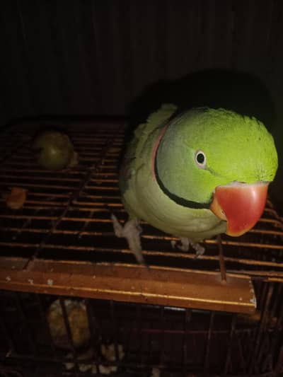Raw parrot 