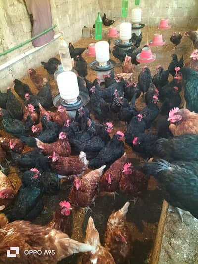 lohman brown and black lohman