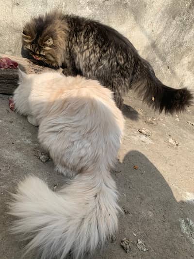 pair of persian cat