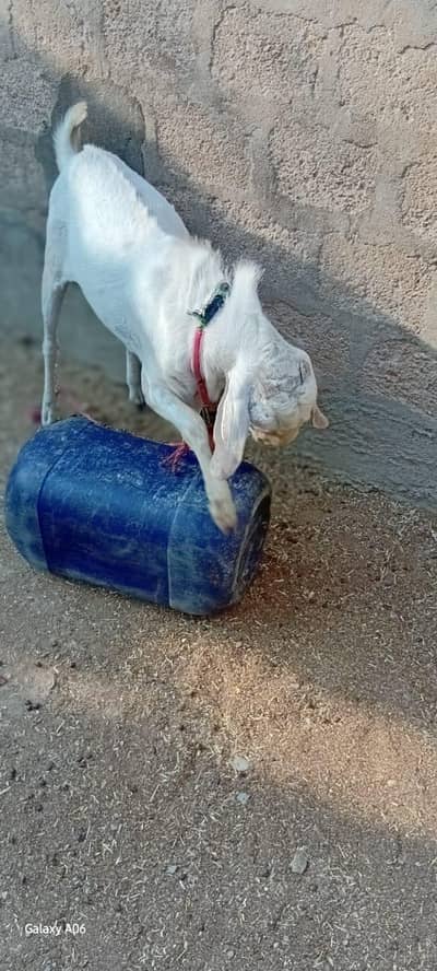 Gulabi bakra full active