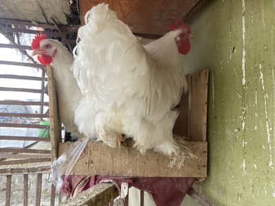 White cochin exchange possible