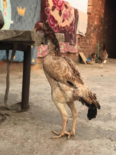 high quality Shamo x female. . 0307,43,27,731,. .