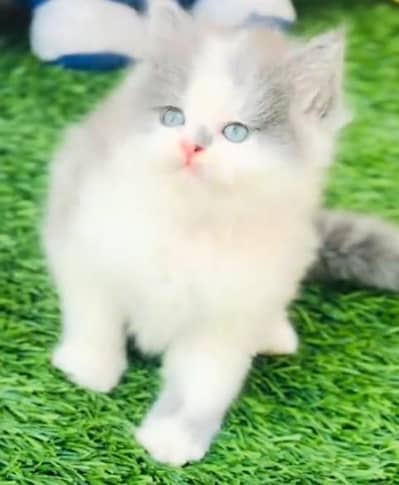 Pure Persian kitten male female available. WhatsApp 03073909212