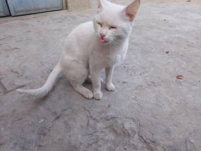 white cat very trained