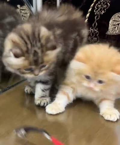 Pure Persian kitten male female available. WhatsApp 03073909212