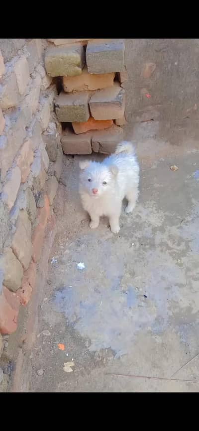 Russion dog/pink nose russion/Russi dog/Male or femal