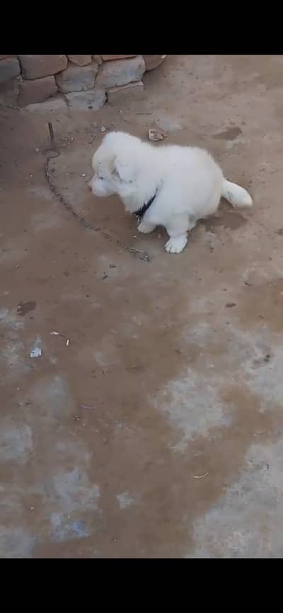 Russion dog/pink nose russion/Russi dog/femal