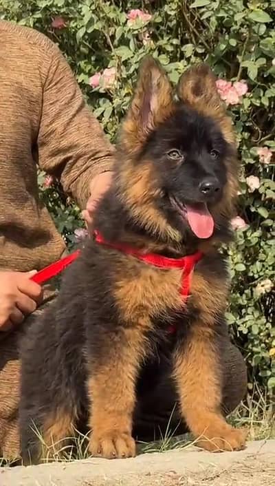 German Shepherd male pappy for sale 0326 3535112 my WhatsApp number