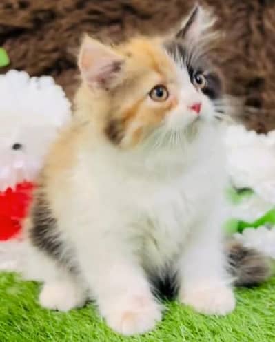 Pure Persian kitten male female available. WhatsApp 03073909212