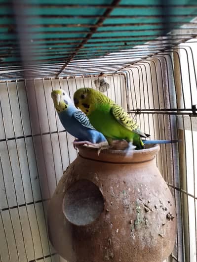 rainbow working budgies pair with 2 rainbow chiks