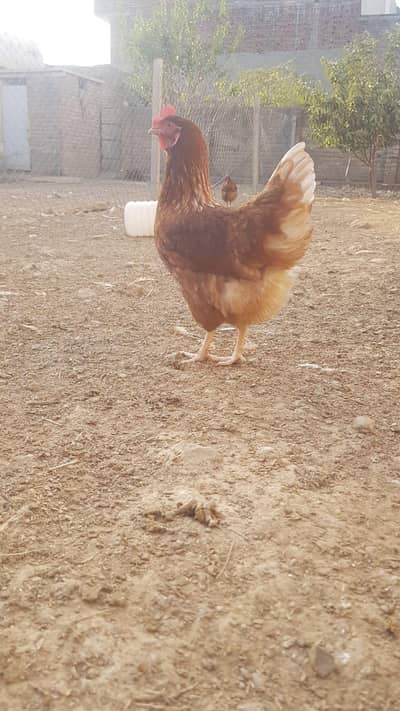 Lohman Brown Hens For Sale
