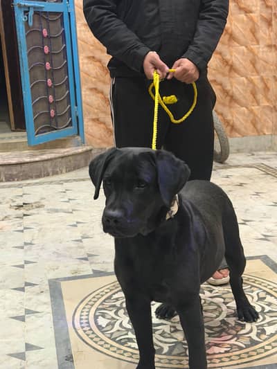 Bully dog or black laboura dog