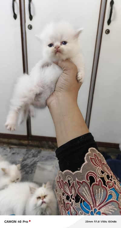 Persian punch face kittens available for sale