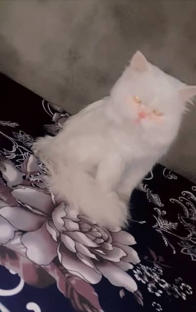 Persian male cat