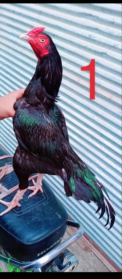 Indiana parrotbeak or Pakistani Aseel be ha