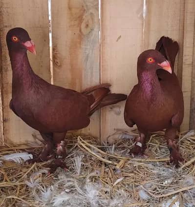 Danish Breader pair for sale in good price