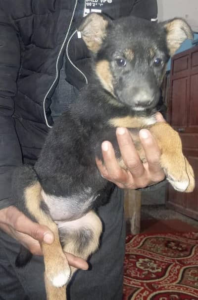 Germen shepherd female for sale