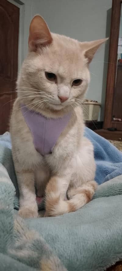 Semi persian male cat for adoption