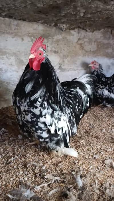 molted bantam, white bantam, black bantam