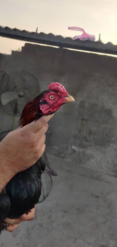 aseel achi kwalti ka lakhaa murga