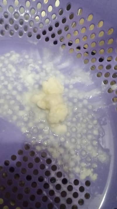kifer milk bacteria