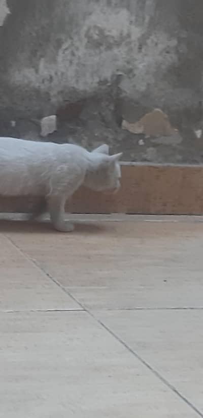 cat 2 baby ha 1 months ka ha or active ha