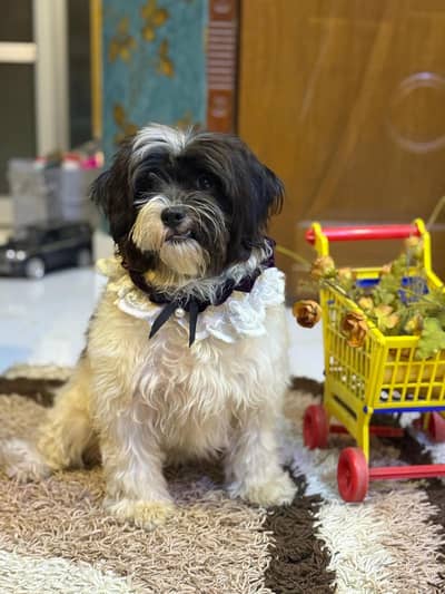 pure triple coated female shih tzu