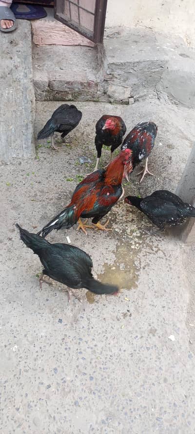 Hens and Cock for Sale