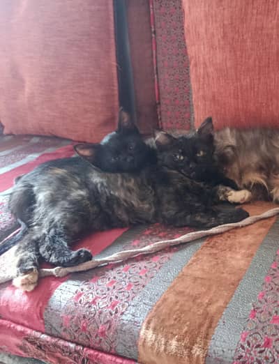 Male n female pair  (03426784950)