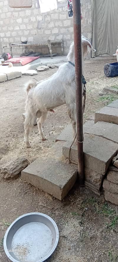 Gulabi bakra munda full active