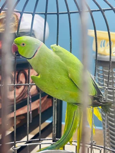 Green Rickneck Male Semitamed