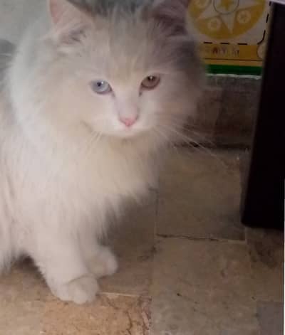 Male cat healthy active