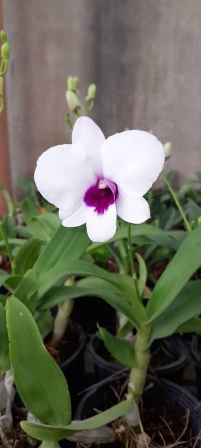 Dendrobium Orchid – long-living (10–15 years+) | Imported Plants Sale