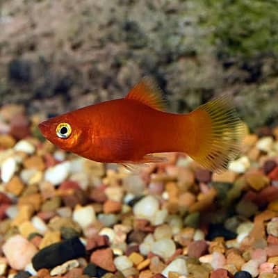 sunrise platy fish full size