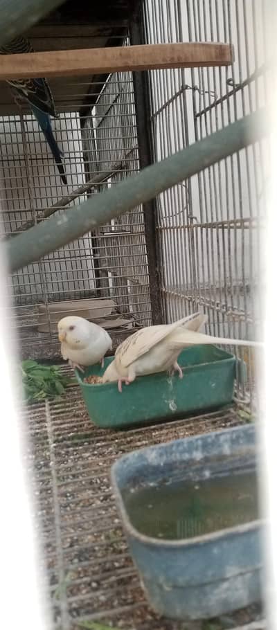 German fallow beautiful pair