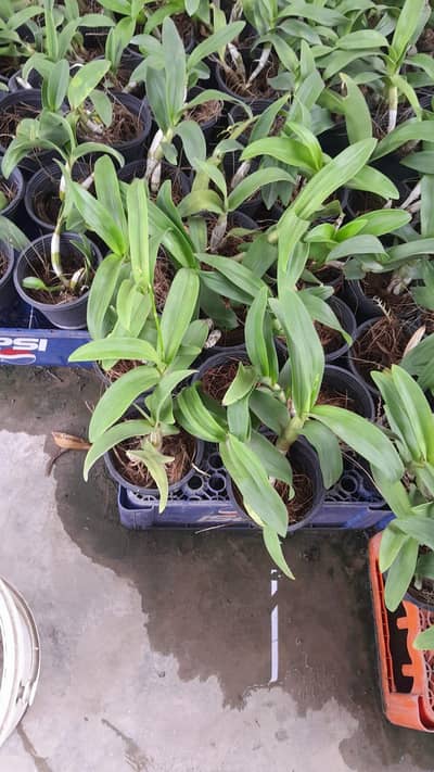 Dendrobium Orchid -long-living (10–15 years+ Imported Flower Plant/Pot