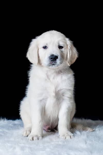 Golden retriever pup
