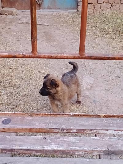 alsation and bagyari